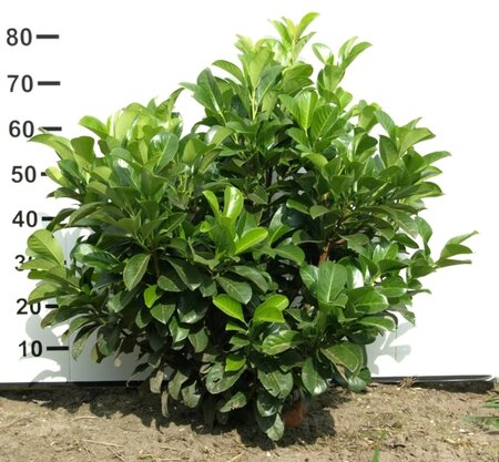 Prunus l. Etna 60-80 cm met kluit - afbeelding 2