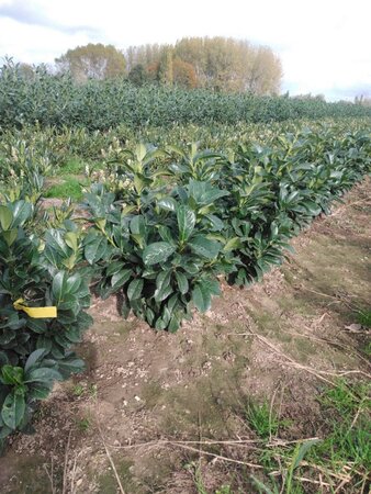Prunus l. Etna 60-80 cm met kluit - afbeelding 5