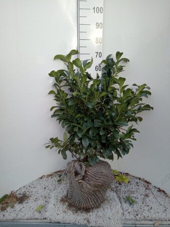 Prunus l. Etna 60-80 cm met kluit - afbeelding 6