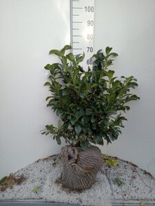 Prunus l. Etna 60-80 cm met kluit - afbeelding 6