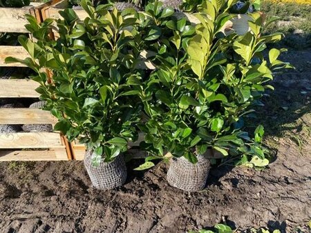 Prunus l. Etna 60-80 cm met kluit - afbeelding 11
