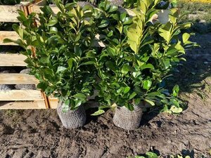 Prunus l. Etna 60-80 cm met kluit - afbeelding 11
