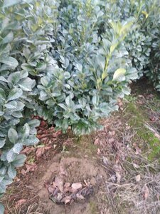 Prunus l. Etna 80-100 cm met kluit - afbeelding 5