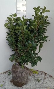 Prunus l. Etna 80-100 cm met kluit - afbeelding 11