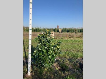 Prunus l. Etna 80-100 cm met kluit - afbeelding 4