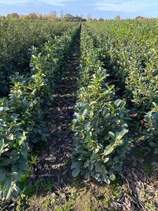 Prunus l. Etna 80-100 cm met kluit - afbeelding 10