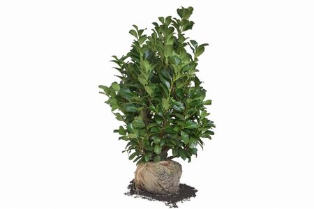 Prunus l. Etna 80-100 cm met kluit - afbeelding 13