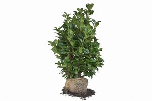 Prunus l. Etna 80-100 cm met kluit - afbeelding 13