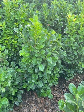 Prunus l. Etna 80-100 cm met kluit - afbeelding 7