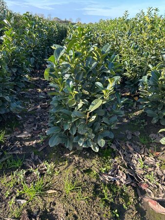 Prunus l. Etna 80-100 cm met kluit - afbeelding 8