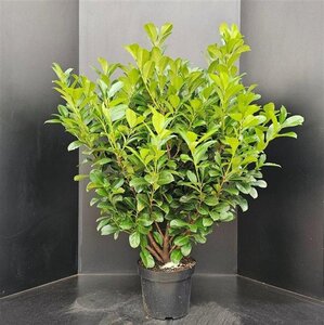 Prunus l. Etna 80-100 cm met kluit - afbeelding 2