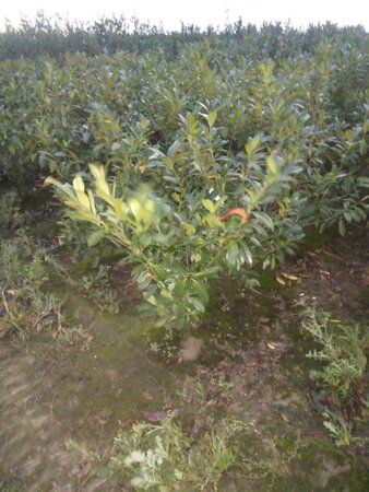 Prunus l. 'Novita' 100-125 cm met kluit - afbeelding 3