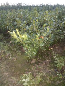 Prunus l. 'Novita' 100-125 cm met kluit - afbeelding 3