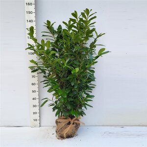 Prunus l. 'Novita' 100-125 cm met kluit - afbeelding 10