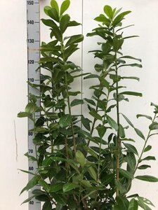 Prunus l. 'Novita' 100-125 cm met kluit - afbeelding 7