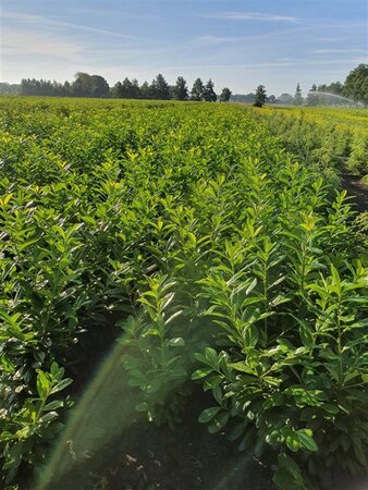 Prunus l. 'Novita' 100-125 cm met kluit - afbeelding 8