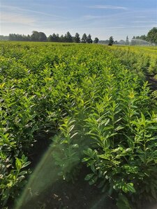 Prunus l. 'Novita' 100-125 cm met kluit - afbeelding 8