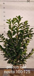 Prunus l. 'Novita' 100-125 cm met kluit - afbeelding 5
