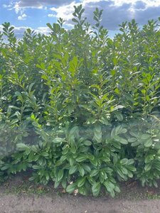 Prunus l. 'Novita' 100-125 cm met kluit - afbeelding 5