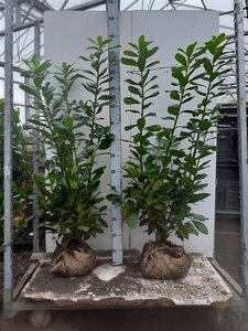 Prunus l. 'Novita' 100-125 cm met kluit - afbeelding 6