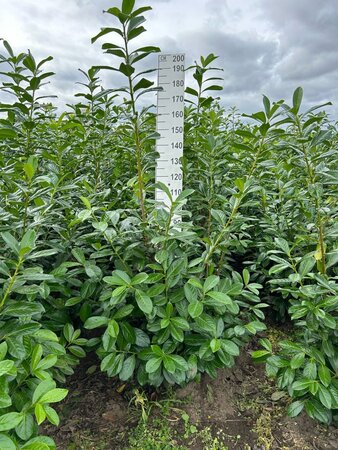 Prunus l. 'Novita' 125-150 cm met kluit - afbeelding 17
