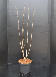 Prunus l. 'Novita' 125-150 cm met kluit - afbeelding 7