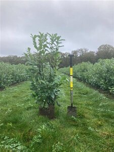 Prunus l. 'Novita' 125-150 cm met kluit - afbeelding 10