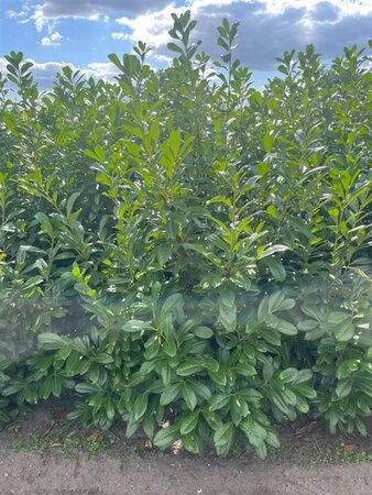 Prunus l. 'Novita' 125-150 cm met kluit - afbeelding 9
