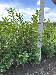 Prunus l. 'Novita' 125-150 cm met kluit - afbeelding 7