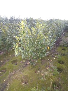 Prunus l. 'Novita' 125-150 cm met kluit - afbeelding 3