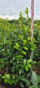 Prunus l. 'Novita' 125-150 cm met kluit - afbeelding 11