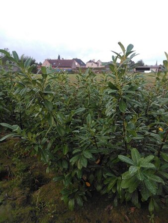 Prunus l. 'Novita' 125-150 cm met kluit - afbeelding 19
