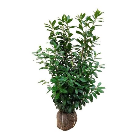 Prunus l. 'Novita' 125-150 cm met kluit - afbeelding 5