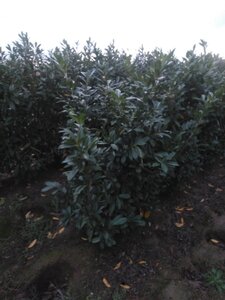 Prunus l. 'Novita' 125-150 cm met kluit - afbeelding 2