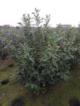 Prunus l. 'Novita' 150-175 cm met kluit - afbeelding 3