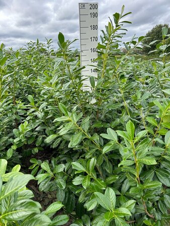 Prunus l. 'Novita' 150-175 cm met kluit - afbeelding 11