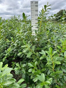Prunus l. 'Novita' 150-175 cm met kluit - afbeelding 11