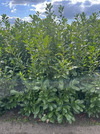 Prunus l. 'Novita' 150-175 cm met kluit - afbeelding 8