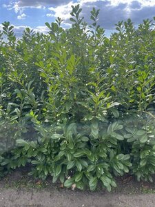 Prunus l. 'Novita' 150-175 cm met kluit - afbeelding 8