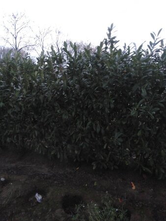 Prunus l. 'Novita' 150-175 cm met kluit - afbeelding 4