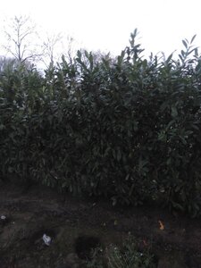 Prunus l. 'Novita' 150-175 cm met kluit - afbeelding 4