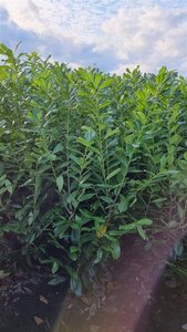 Prunus l. 'Novita' 150-175 cm met kluit - afbeelding 6