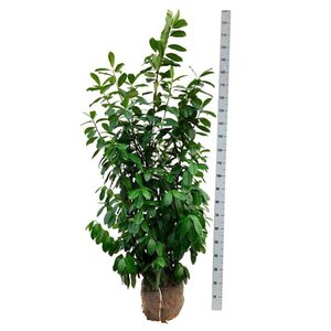 Prunus l. 'Novita' 150-175 cm met kluit - afbeelding 2