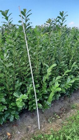 Prunus l. 'Novita' 150-175 cm met kluit - afbeelding 9