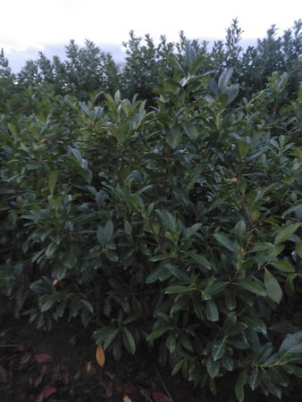 Prunus l. 'Novita' 150-175 cm met kluit - afbeelding 5