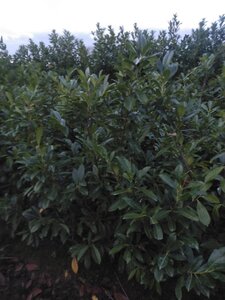 Prunus l. 'Novita' 150-175 cm met kluit - afbeelding 5