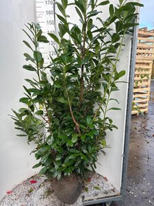 Prunus l. 'Novita' 150-175 cm met kluit - afbeelding 10