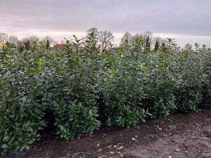 Prunus l. 'Novita' 150-175 cm met kluit - afbeelding 7