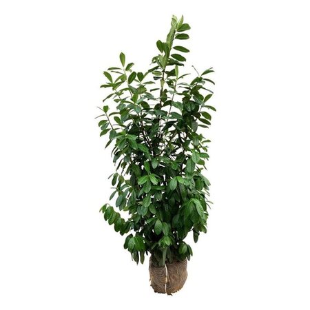Prunus l. 'Novita' 150-175 cm met kluit - afbeelding 14