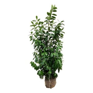 Prunus l. 'Novita' 150-175 cm met kluit - afbeelding 14